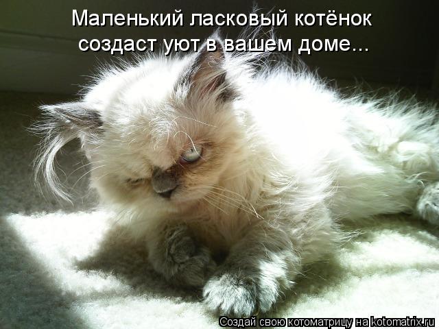 Маленький ласковый котёнок создаст уют в вашем доме...... Котоматрица: Маленький ласковый котёнок создаст уют в вашем доме...