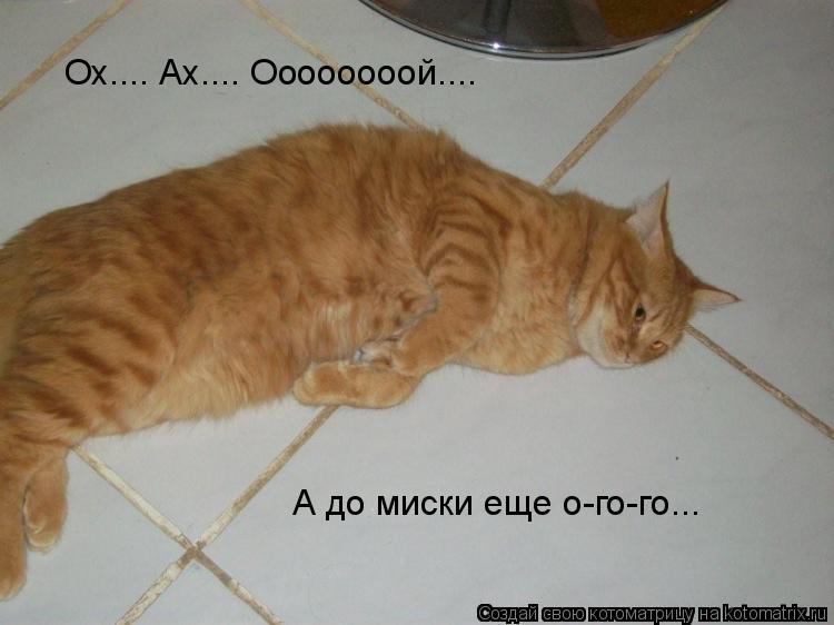 Ох.... Ах.... Оооооооой.... А до миски еще о-го-го...... Котоматрица: Ох.... Ах.... Оооооооой.... А до миски еще о-го-го...