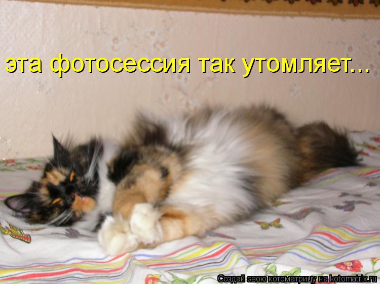 Котоматрица: эта фотосессия так утомляет...