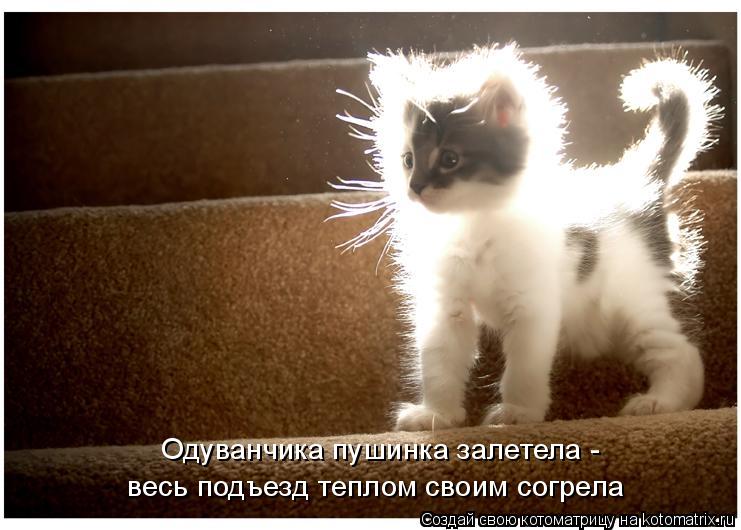 Котоматрица: Одуванчика пушинка залетела - весь подъезд теплом своим согрела