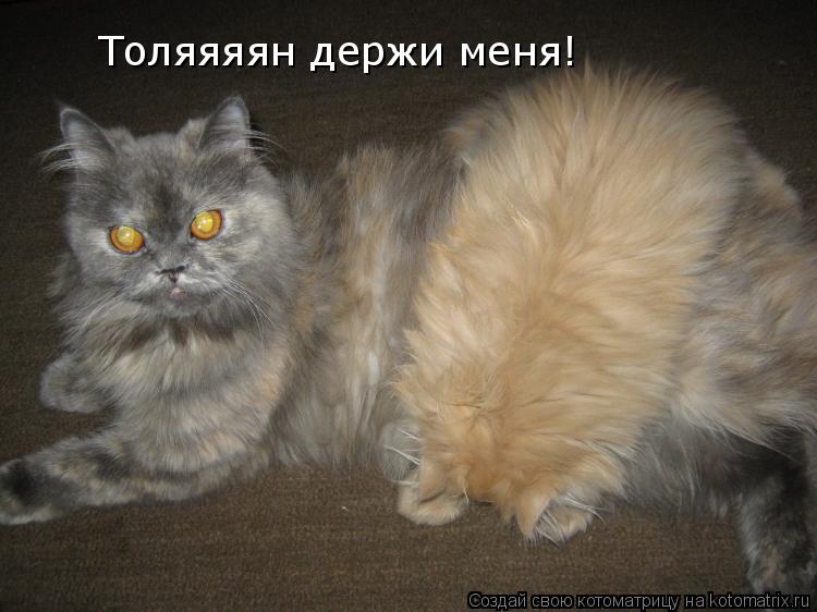 Котоматрица: Толяяяян держи меня!