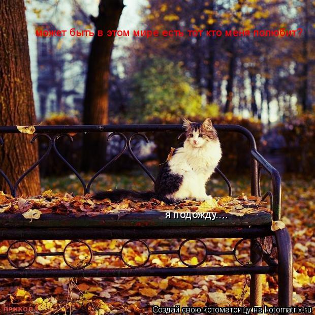 Котоматрица: может быть в этом мире есть тот кто меня полюбит? я подожду....