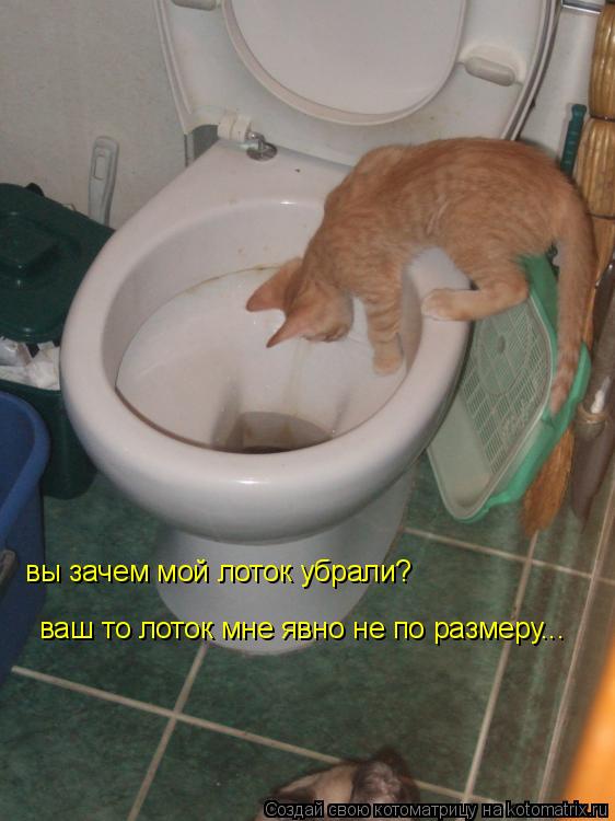 Котоматрица: вы зачем мой лоток убрали? ваш то лоток мне явно не по размеру...