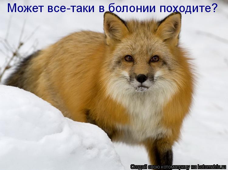 Может все-таки в болонии походите?... Котоматрица: Может все-таки в болонии походите?