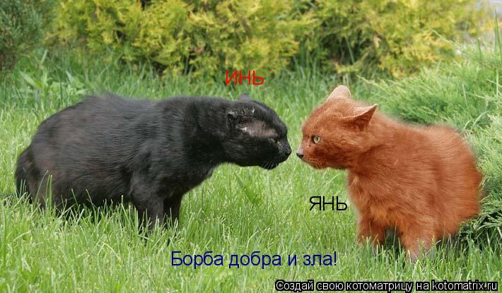 Котоматрица: ЯНЬ ИНЬ Борба добра и зла!