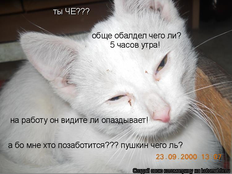 ты ЧЕ??? обще обалдел чего ли? 5 часов утра! на работу он видите ли опаздывает! а бо мне хто позабот... Котоматрица: ты ЧЕ??? обще обалдел чего ли? 5 часов утра! на работу он видите ли опаздывает! а бо мне хто позаботится??? пушкин чего ль?