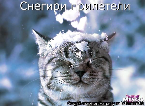 Снегири прилетели... Котоматрица: Снегири прилетели