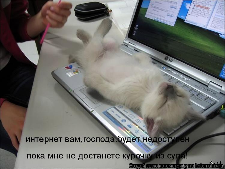 интернет вам,господа.будет недоступен пока мне не достанете курочку из супа!... Котоматрица: интернет вам,господа.будет недоступен пока мне не достанете курочку из супа!