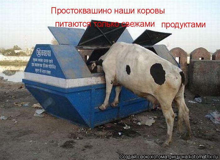 Котоматрица: Простоквашино наши коровы  питаются только свежами продуктами