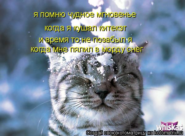 Котоматрица: я помню чудное мгновенье когда я кушал китекэт и время то не позабыл я когда мне пялил в морду снег