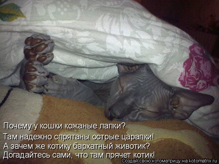 Почему у кошки кожаные лапки? Там надежно спрятаны острые царапки! А зачем же котику бархатный животи... Котоматрица: Почему у кошки кожаные лапки? Там надежно спрятаны острые царапки! А зачем же котику бархатный животик? Догадайтесь сами, что там прячет кот