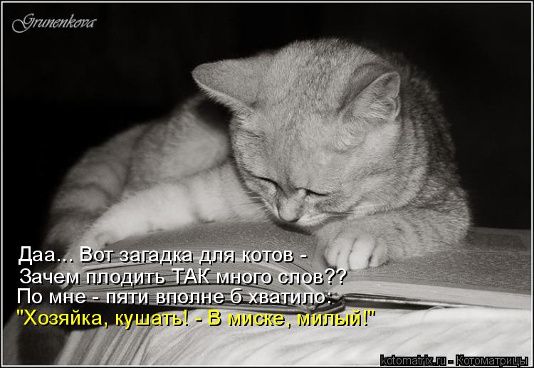 Котоматрица: Даа... Вот загадка для котов - Зачем плодить ТАК много слов?? "Хозяйка, кушать! - В миске, милый!" По мне - пяти вполне б хватило: