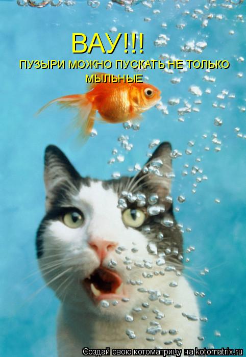 ВАУ!!! ПУЗЫРИ МОЖНО ПУСКАТЬ НЕ ТОЛЬКО МЫЛЬНЫЕ... Котоматрица: ВАУ!!! ПУЗЫРИ МОЖНО ПУСКАТЬ НЕ ТОЛЬКО МЫЛЬНЫЕ