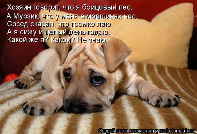 Хозяин говорит, что я бойцовый пес… А Мурзик, что у меня в морщинах нос… Сосед сказал, что громко лаю... Котоматрица: Хозяин говорит, что я бойцовый пес… А Мурзик, что у меня в морщинах нос… Сосед сказал, что громко лаю… А я сижу и целый день гадаю… Какой же