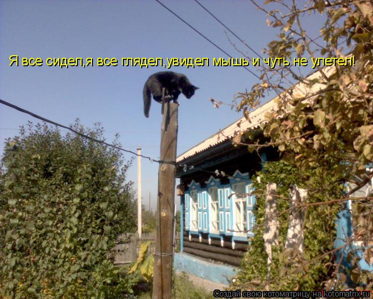 Я все сидел,я все глядел,увидел мышь и чуть не улетел!... Котоматрица: Я все сидел,я все глядел,увидел мышь и чуть не улетел!