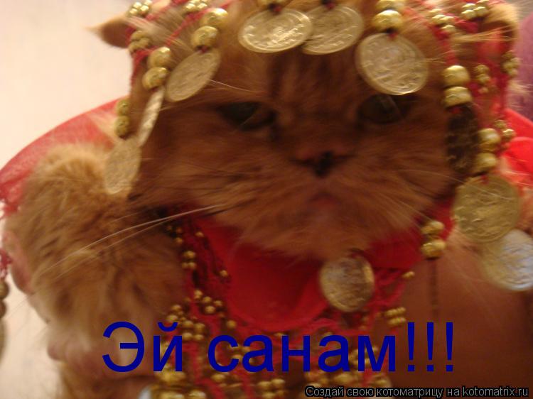 Эй санам!!!... Котоматрица: Эй санам!!!