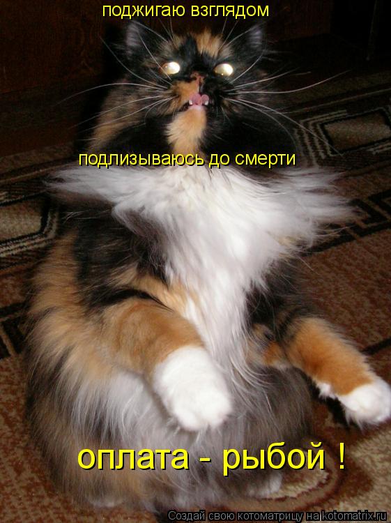 оплата - рыбой ! подлизываюсь до смерти поджигаю взглядом... Котоматрица: оплата - рыбой ! подлизываюсь до смерти поджигаю взглядом