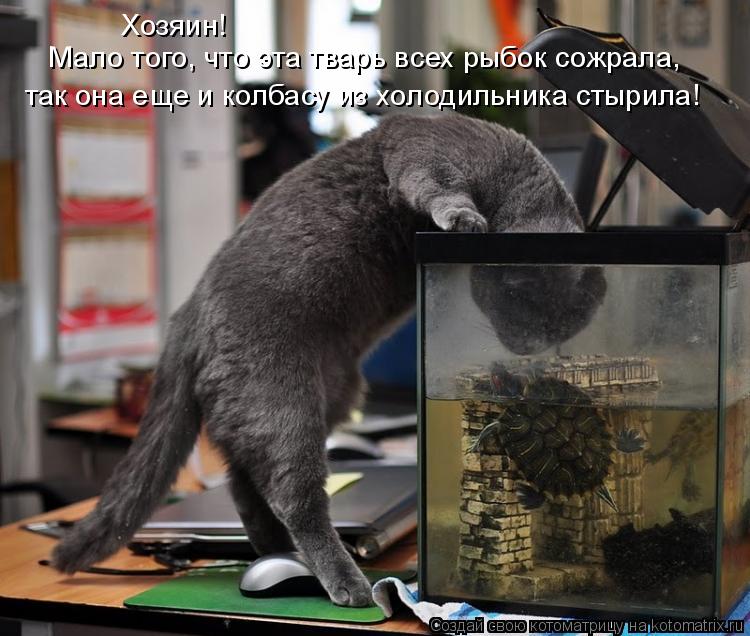 Хозяин! Мало того, что эта тварь всех рыбок сожрала, так она еще и колбасу из холодильника стырила!... Котоматрица: Хозяин! Мало того, что эта тварь всех рыбок сожрала, так она еще и колбасу из холодильника стырила!