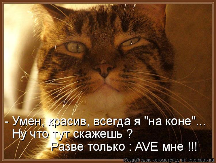 Котоматрица: - Умен, красив, всегда я "на коне"... Ну что тут скажешь ? Разве только : AVE мне !!!