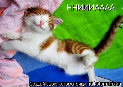 ННИИИАААА... Котоматрица: ННИИИАААА