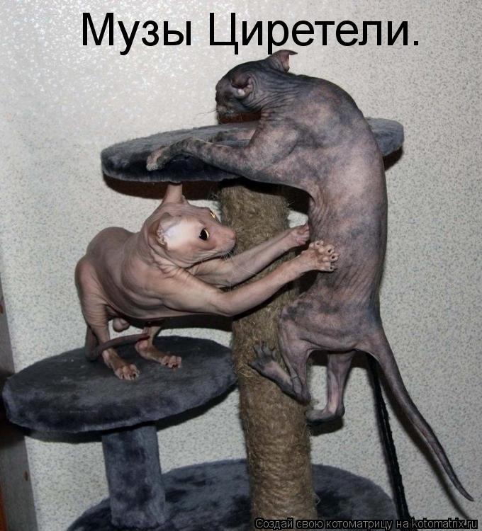 Музы Циретели.... Котоматрица: Музы Циретели.