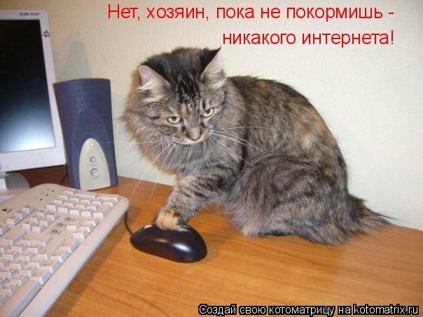 Нет, хозяин, пока не покормишь - никакого интернета!... Котоматрица: Нет, хозяин, пока не покормишь - никакого интернета!
