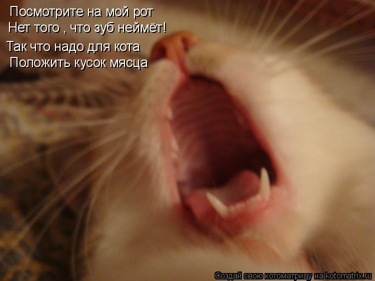 Посмотрите на мой рот Нет того , что зуб неймёт! Так что надо для кота Положить кусок мясца... Котоматрица: Посмотрите на мой рот Нет того , что зуб неймёт! Так что надо для кота Положить кусок мясца