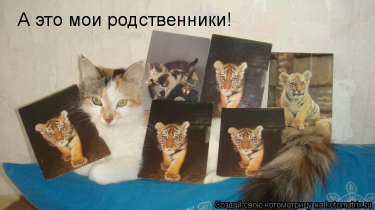 А это мои родственники!... Котоматрица: А это мои родственники!