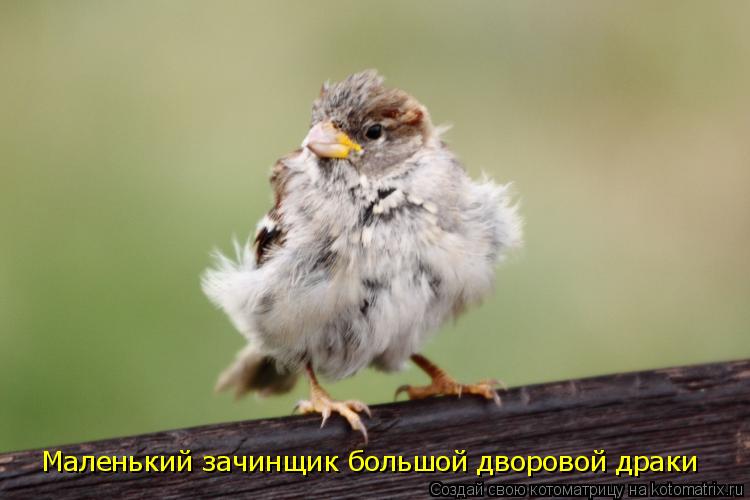 Маленький зачинщик большой дворовой драки... Котоматрица: Маленький зачинщик большой дворовой драки