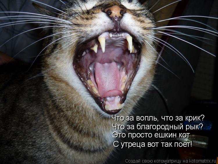 Что за вопль, что за крик? Что за благородный рык? Это просто ешкин кот С утреца вот так поет!... Котоматрица: Что за вопль, что за крик? Что за благородный рык? Это просто ешкин кот С утреца вот так поет!