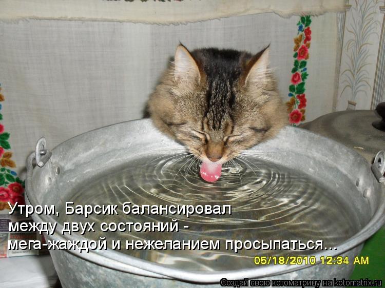 Утром, Барсик балансировал между двух состояний - мега-жаждой и нежеланием просыпаться...... Котоматрица: Утром, Барсик балансировал между двух состояний - мега-жаждой и нежеланием просыпаться...