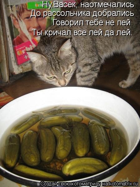 Ну,Васек, наотмечались До рассольчика добрались Говорил тебе не пей Ты кричал все лей да лей.... Котоматрица: Ну,Васек, наотмечались До рассольчика добрались Говорил тебе не пей Ты кричал все лей да лей.