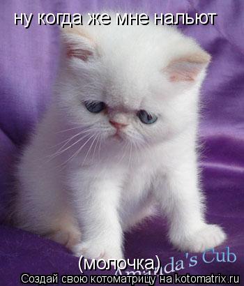 ну когда же мне нальют (молочка)... Котоматрица: ну когда же мне нальют (молочка)