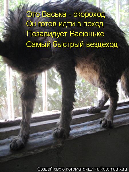 Это Васька - скороход Он готов идти в поход Позавидует Васюньке Самый быстрый вездеход.... Котоматрица: Это Васька - скороход Он готов идти в поход Позавидует Васюньке Самый быстрый вездеход.