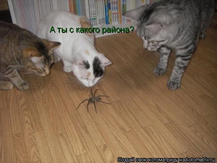 А ты с какого района?... Котоматрица: А ты с какого района?