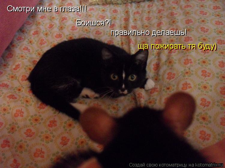 Смотри мне в глаза!!! Боишся?! правильно делаешь! ща пожирать тя буду) ща пожирать тя буду)... Котоматрица: Смотри мне в глаза!!! Боишся?! правильно делаешь! ща пожирать тя буду) ща пожирать тя буду)