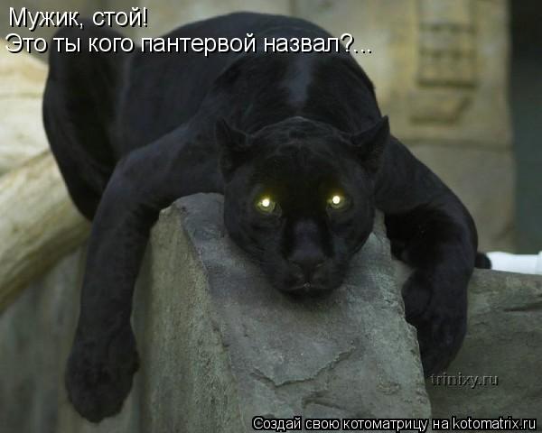 Мужик, стой! Это ты кого пантервой назвал?...... Котоматрица: Мужик, стой! Это ты кого пантервой назвал?...