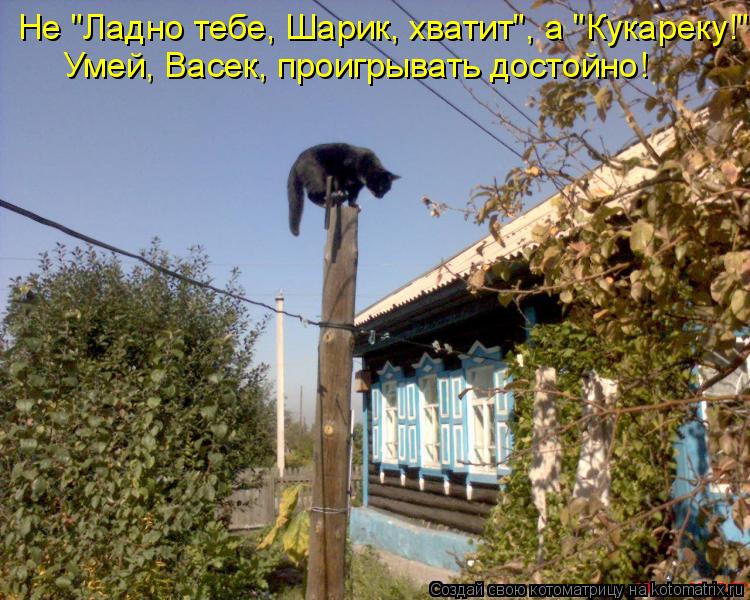 Не "Ладно тебе, Шарик, хватит", а "Кукареку!" Умей, Васек, проигрывать достойно!... Котоматрица: Не "Ладно тебе, Шарик, хватит", а "Кукареку!" Умей, Васек, проигрывать достойно!
