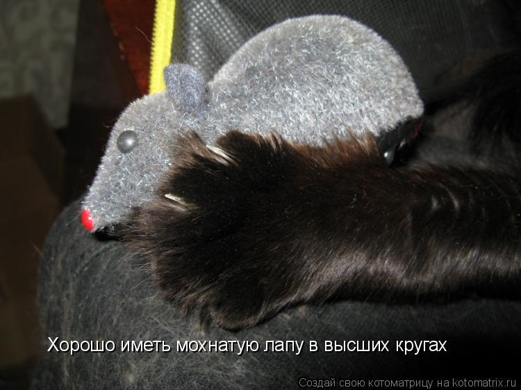 Хорошо иметь мохнатую лапу в высших кругах... Котоматрица: Хорошо иметь мохнатую лапу в высших кругах