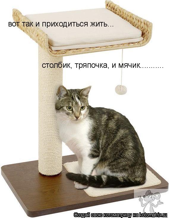 вот так и приходиться жить... столбик, тряпочка, и мячик.............. Котоматрица: вот так и приходиться жить... столбик, тряпочка, и мячик...........