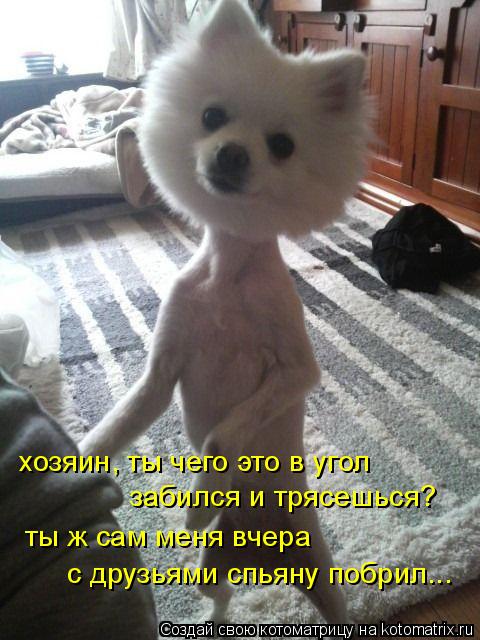 хозяин, ты чего это в угол забился и трясешься? ты ж сам меня вчера с друзьями спьяну побрил...... Котоматрица: хозяин, ты чего это в угол забился и трясешься? ты ж сам меня вчера с друзьями спьяну побрил...