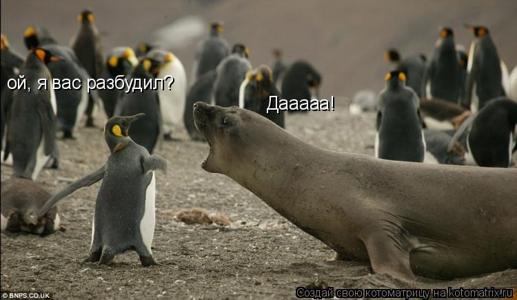 ой, я вас разбудил? Дааааа!... Котоматрица: ой, я вас разбудил? Дааааа!