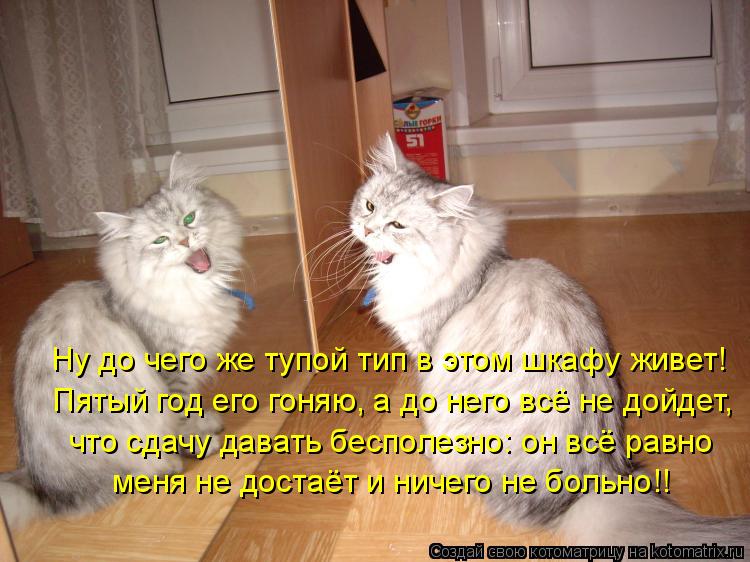 Ну до чего же тупой тип в этом шкафу живет! Пятый год его гоняю, а до него всё не дойдет, что сдачу д... Котоматрица: Ну до чего же тупой тип в этом шкафу живет! Пятый год его гоняю, а до него всё не дойдет, что сдачу давать бесполезно: он всё равно меня не дос