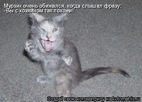 Мурзик очень обижался, когда слышал фразу: -Вы с хозяином так похожи!... Котоматрица: Мурзик очень обижался, когда слышал фразу: -Вы с хозяином так похожи!