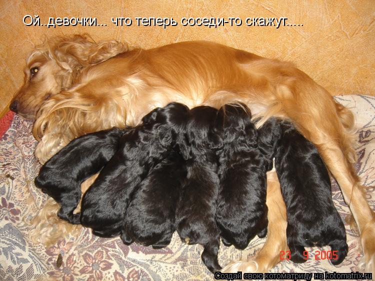 Ой..девочки... что теперь соседи-то скажут........ Котоматрица: Ой..девочки... что теперь соседи-то скажут.....