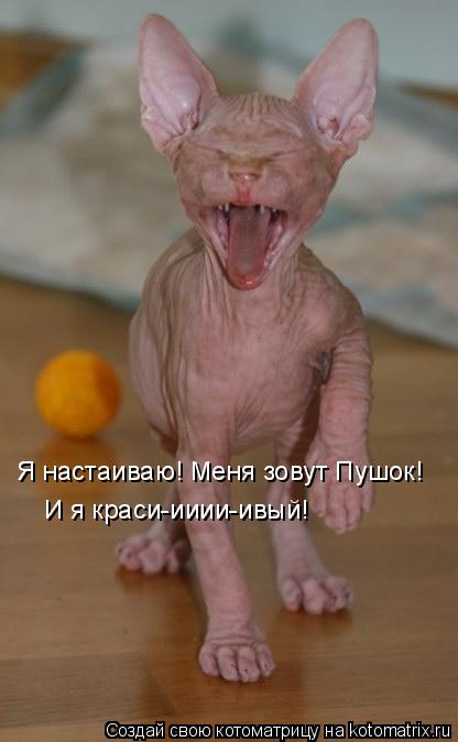 Я настаиваю! Меня зовут Пушок! И я краси-ииии-ивый!... Котоматрица: Я настаиваю! Меня зовут Пушок! И я краси-ииии-ивый!