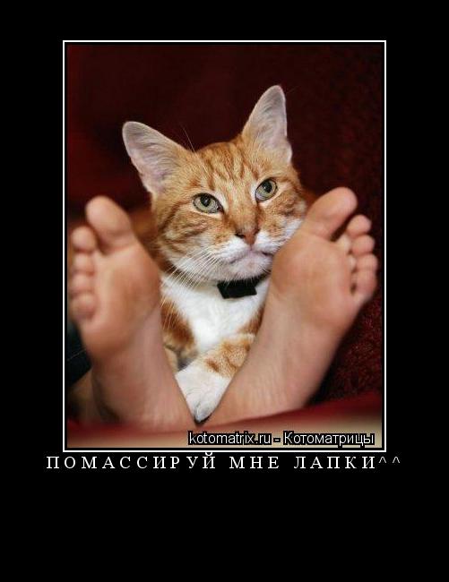 помассируй мне лапки^^ ... Котоматрица: помассируй мне лапки^^