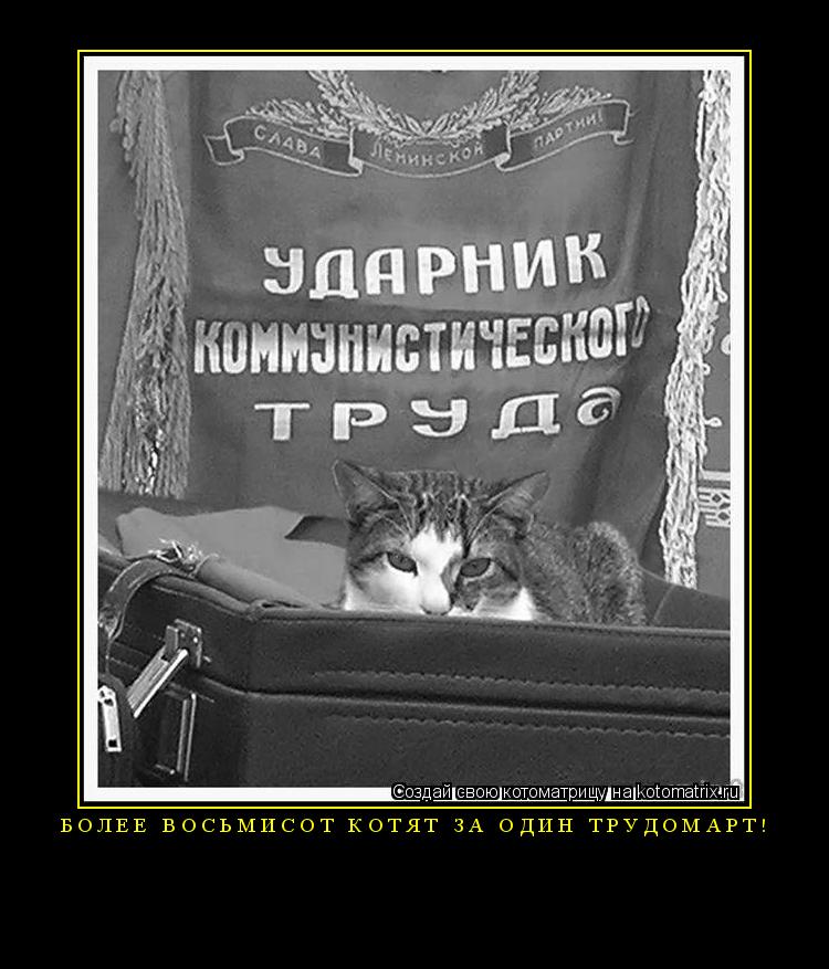 Более восьмисот котят за один трудомарт! ... Котоматрица: Более восьмисот котят за один трудомарт!