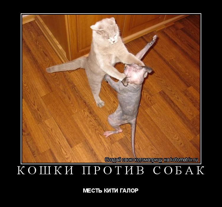 КОШКИ ПРОТИВ СОБАК МЕСТЬ КИТИ ГАЛОР... Котоматрица: КОШКИ ПРОТИВ СОБАК МЕСТЬ КИТИ ГАЛОР