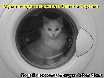 Мурка всегда завидовала Белке и Стрелке... Котоматрица: Мурка всегда завидовала Белке и Стрелке